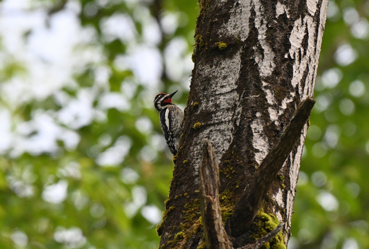Yellow-bellied Sapsucker - ML638871772