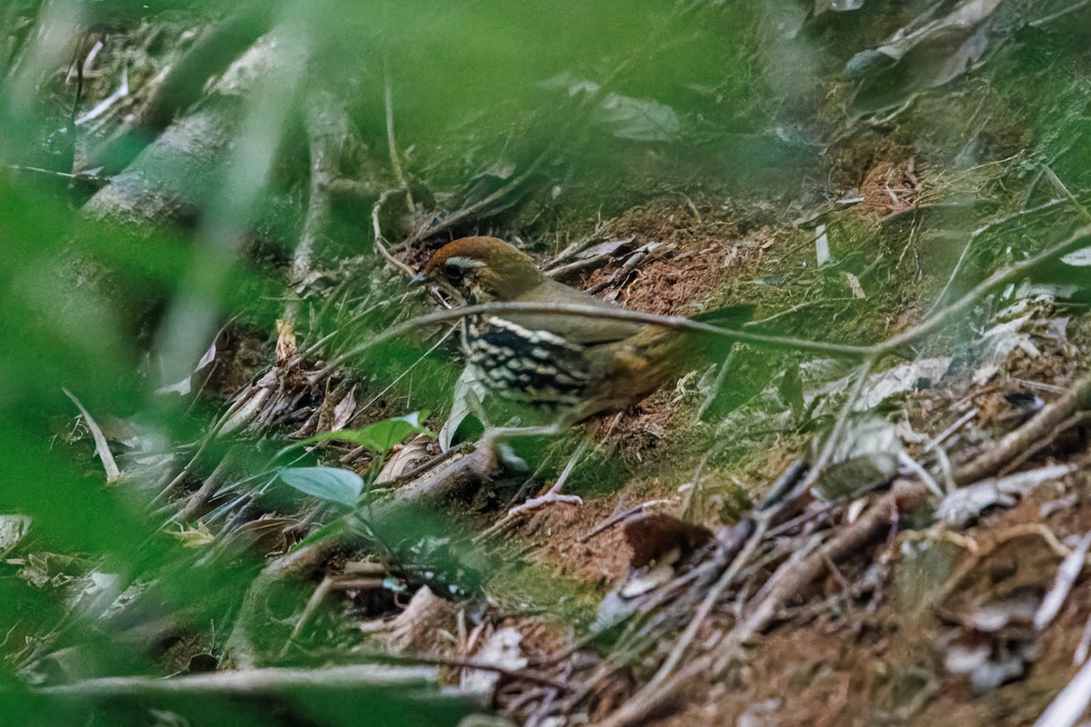 Such's Antthrush - ML638871798