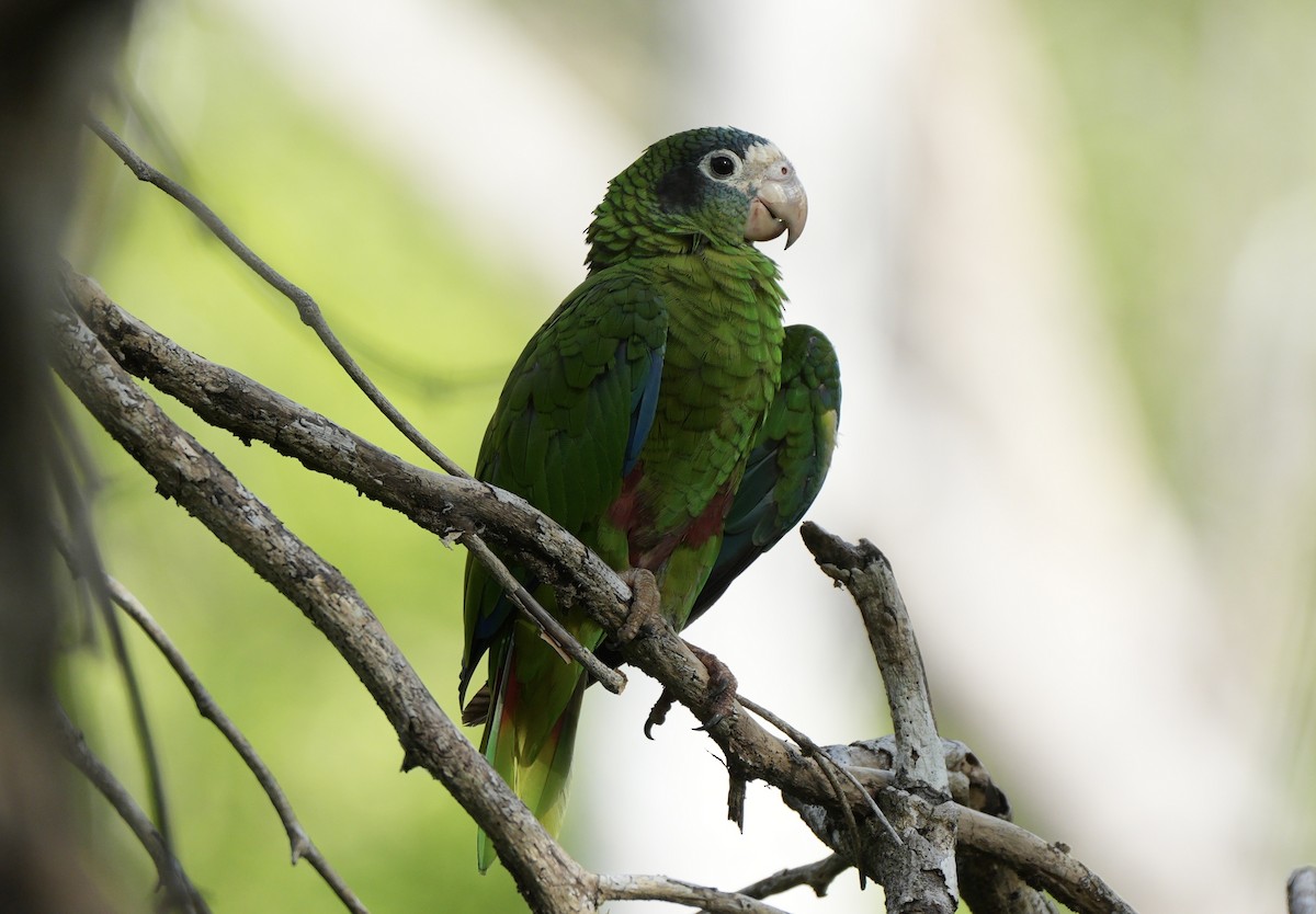Hispaniolan Amazon - ML638871826