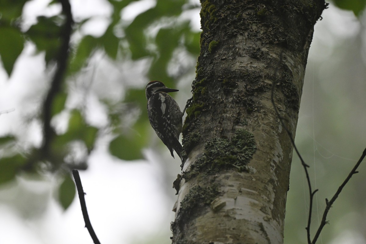 Yellow-bellied Sapsucker - ML638871827