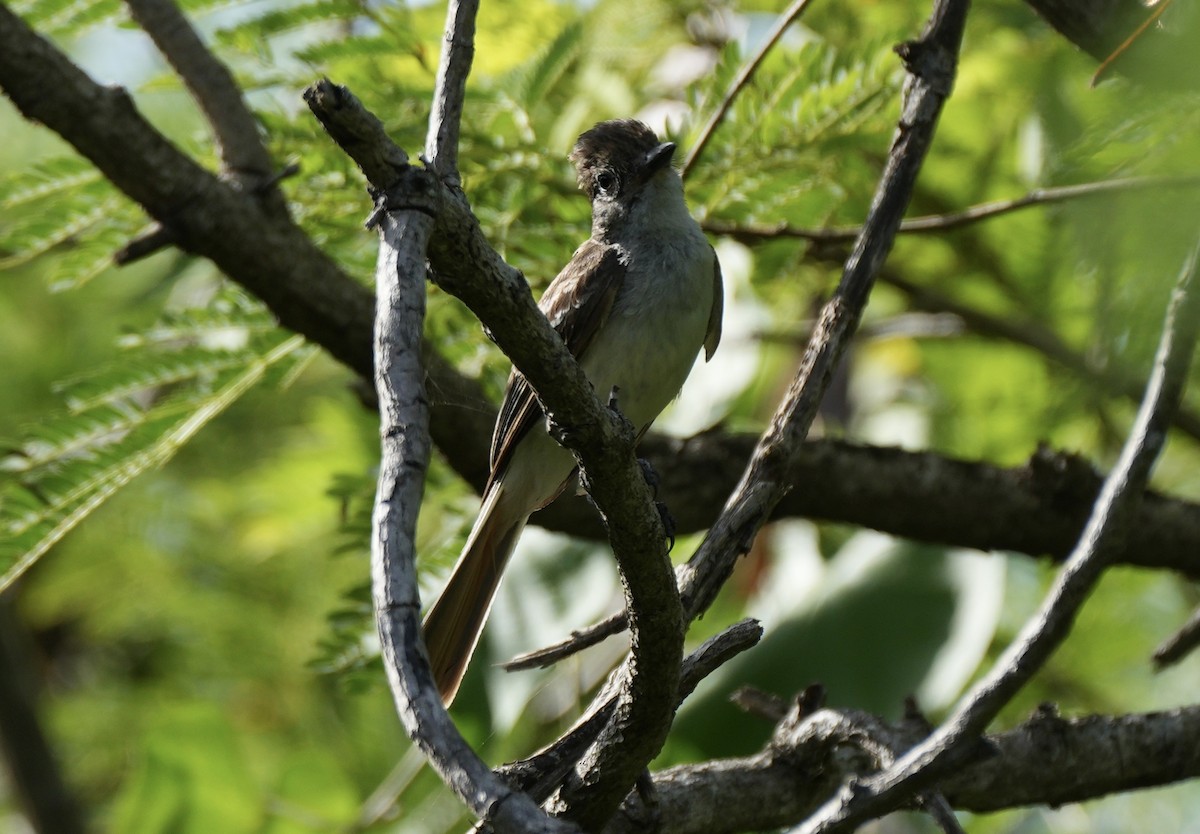Stolid Flycatcher - ML638871828