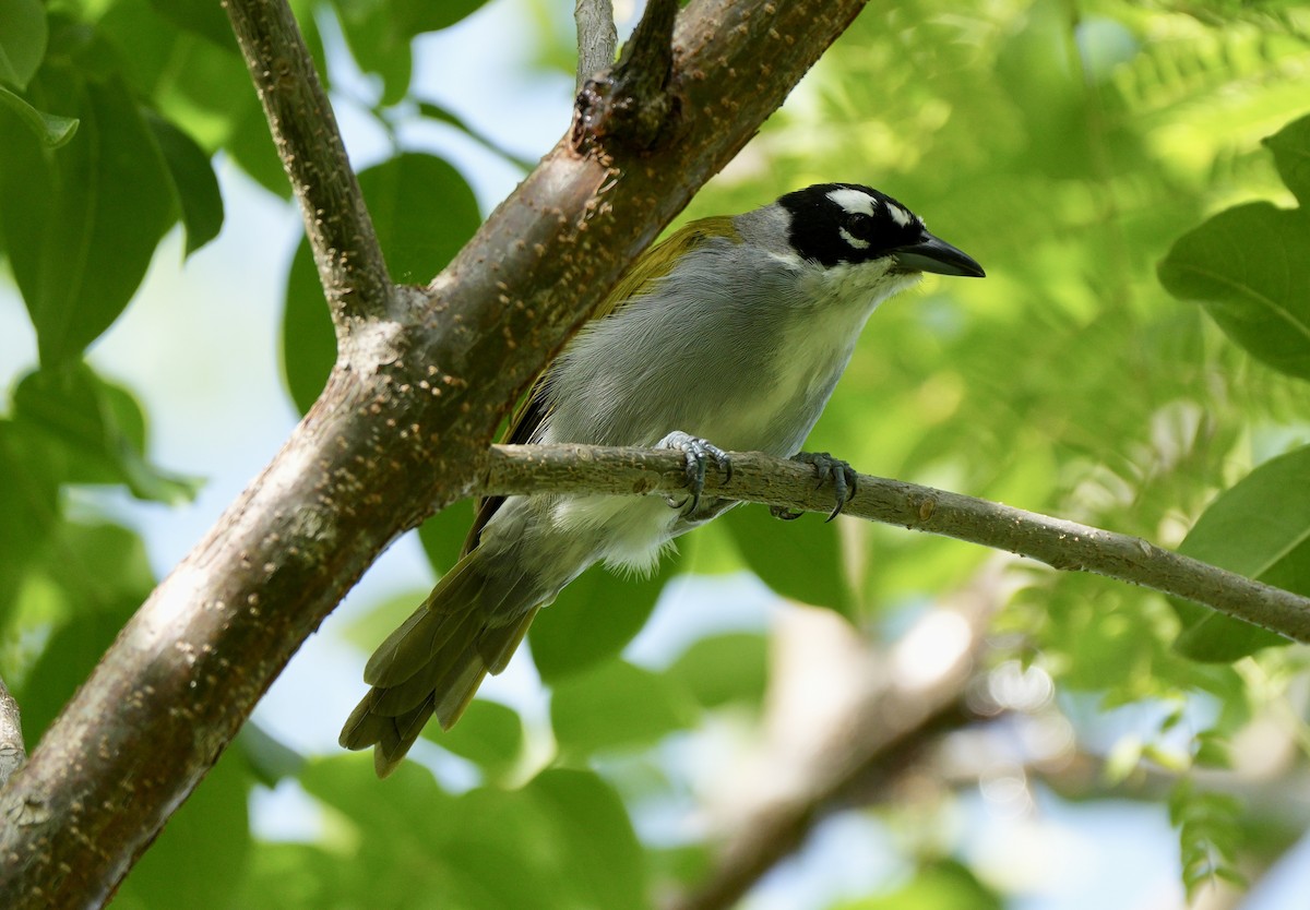 Black-crowned Palm-Tanager - ML638871830