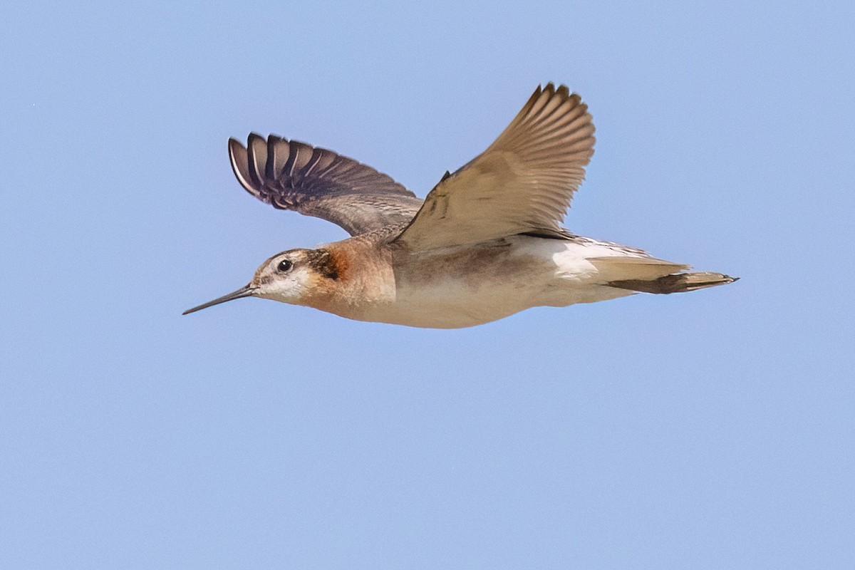 Wilson's Phalarope - ML638871846