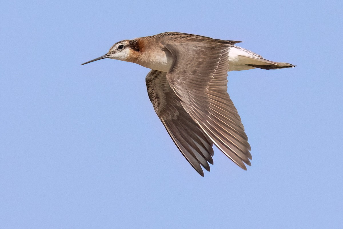 Wilson's Phalarope - ML638871855