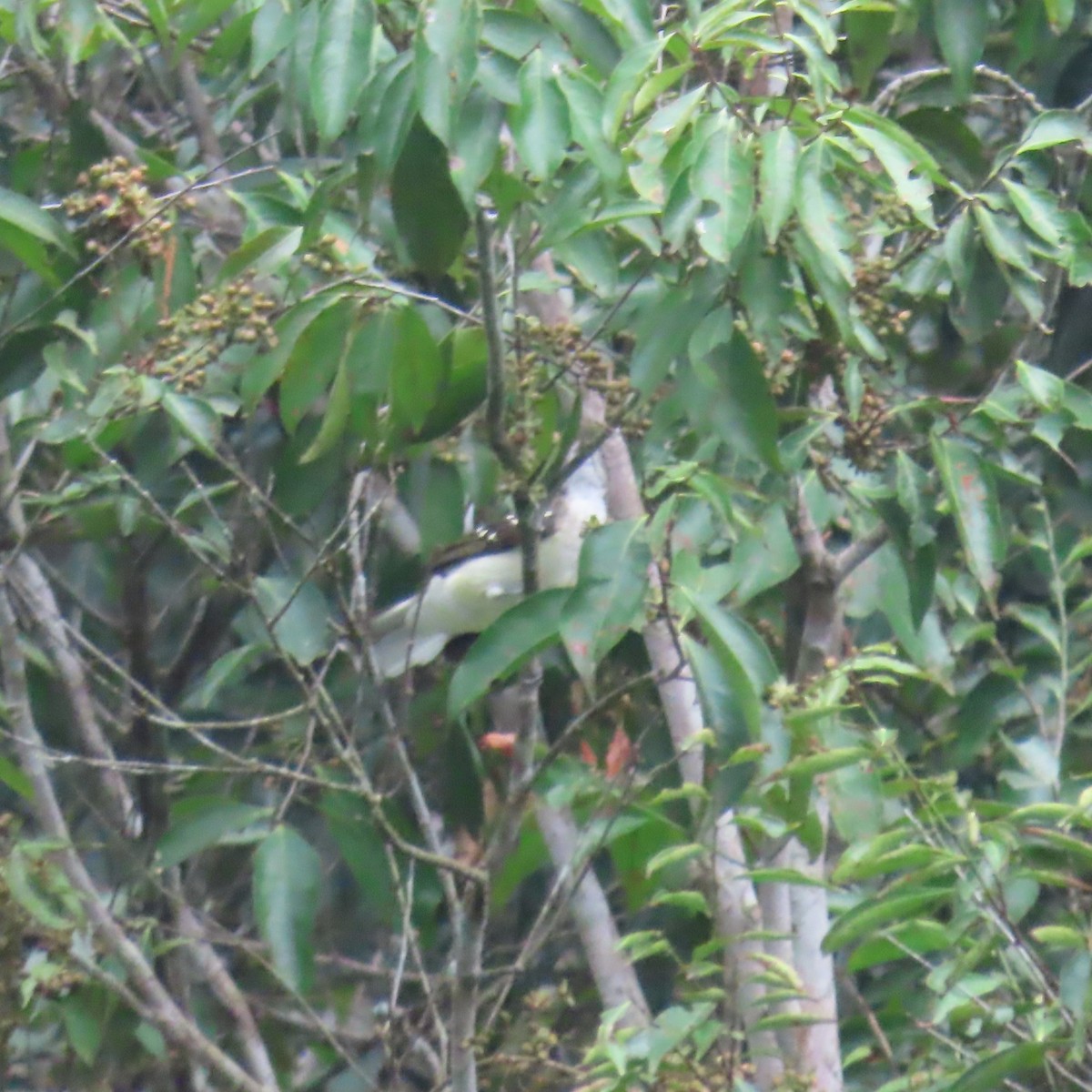 Spotted Greenbul - ML638871895