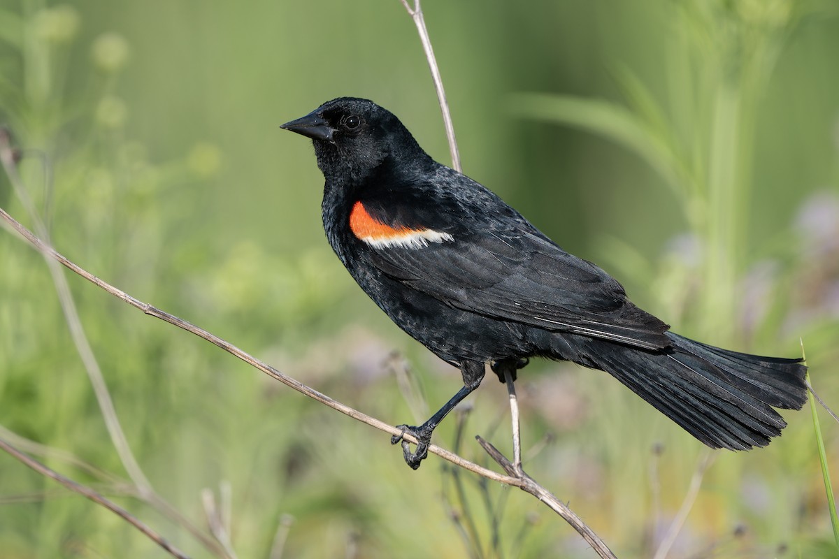 Red-winged Blackbird - ML638871903