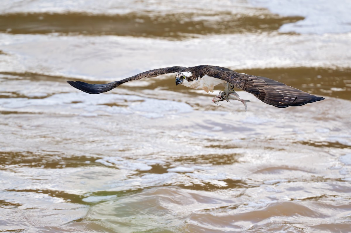 fiskeørn (carolinensis) - ML638871956