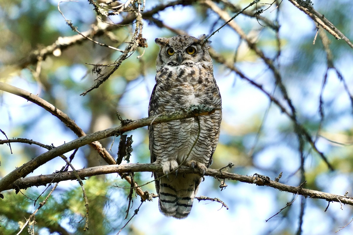 Great Horned Owl - ML638871988