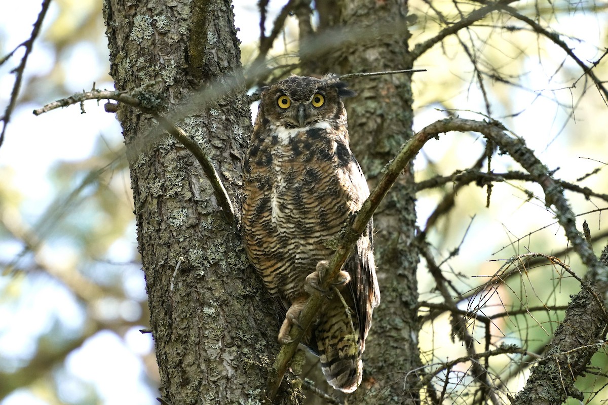 Great Horned Owl - ML638871989