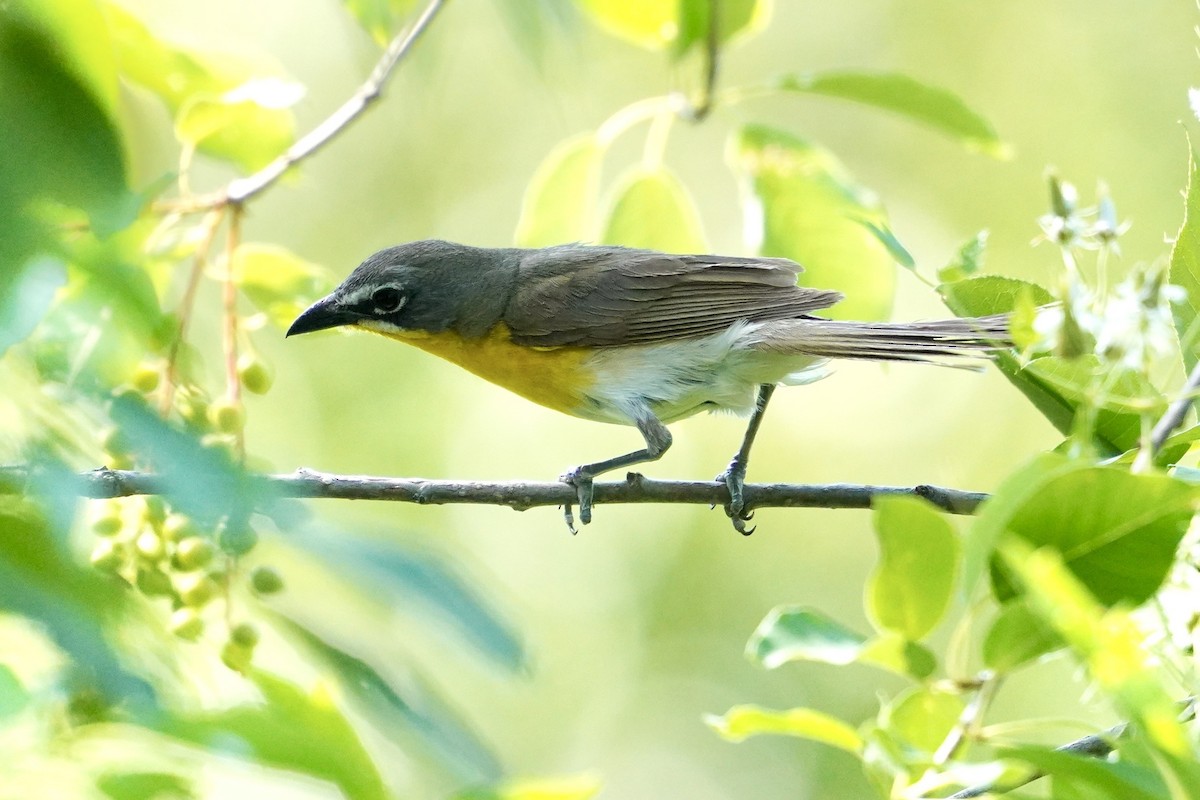 Yellow-breasted Chat - ML638872003