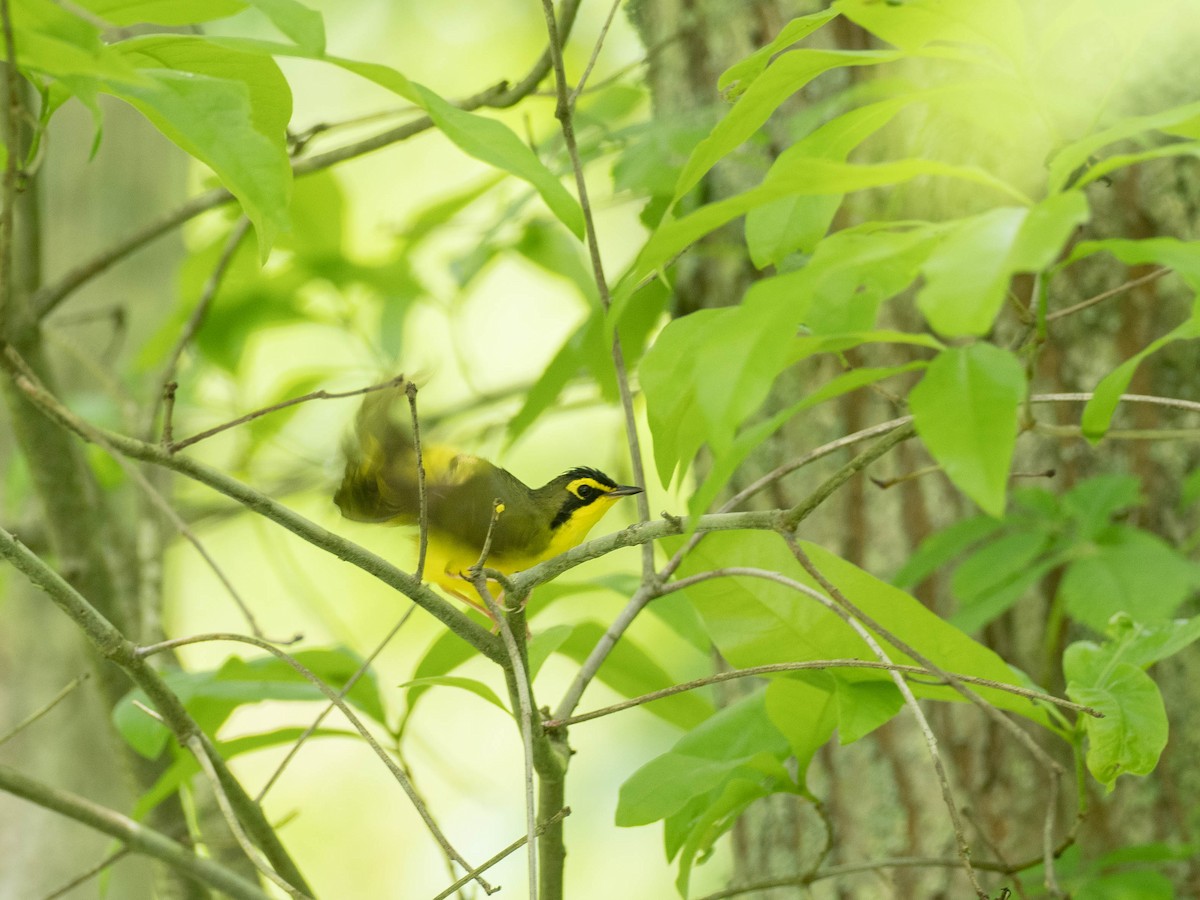 Kentucky Warbler - ML638872020