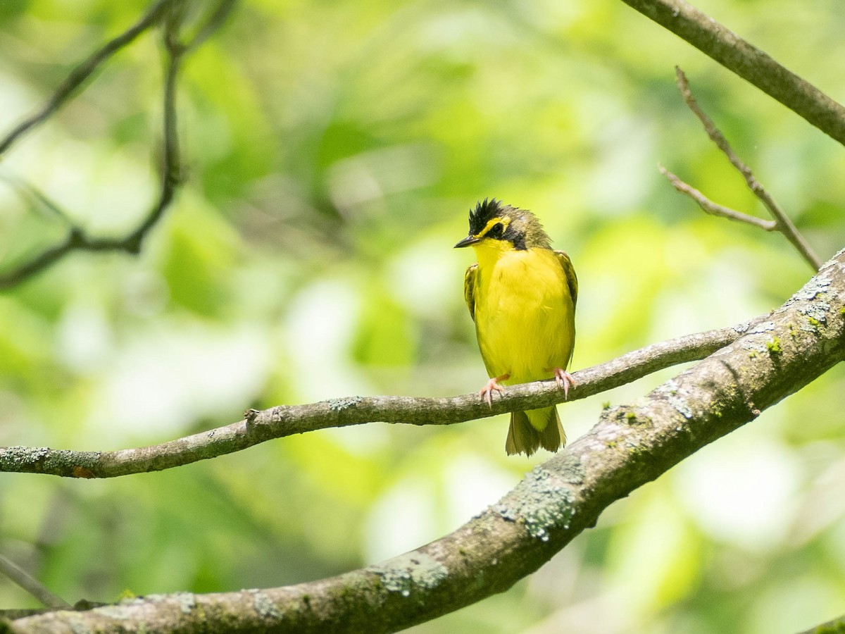 Kentucky Warbler - ML638872021