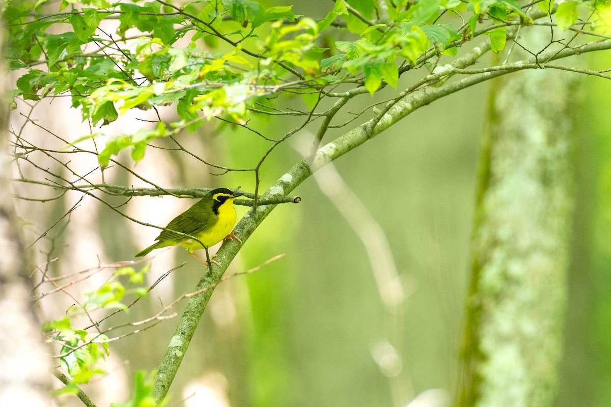 Kentucky Warbler - ML638872022