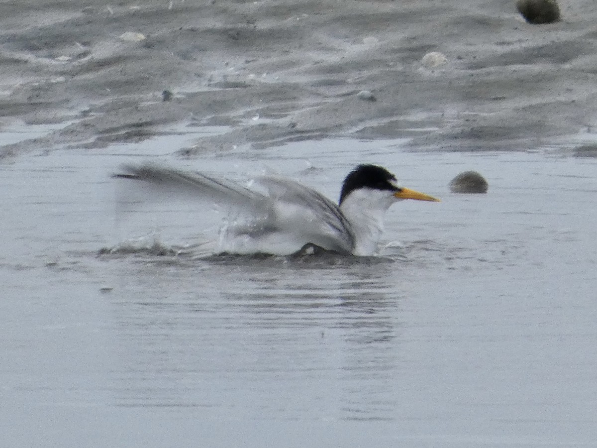 Least Tern - ML638872066