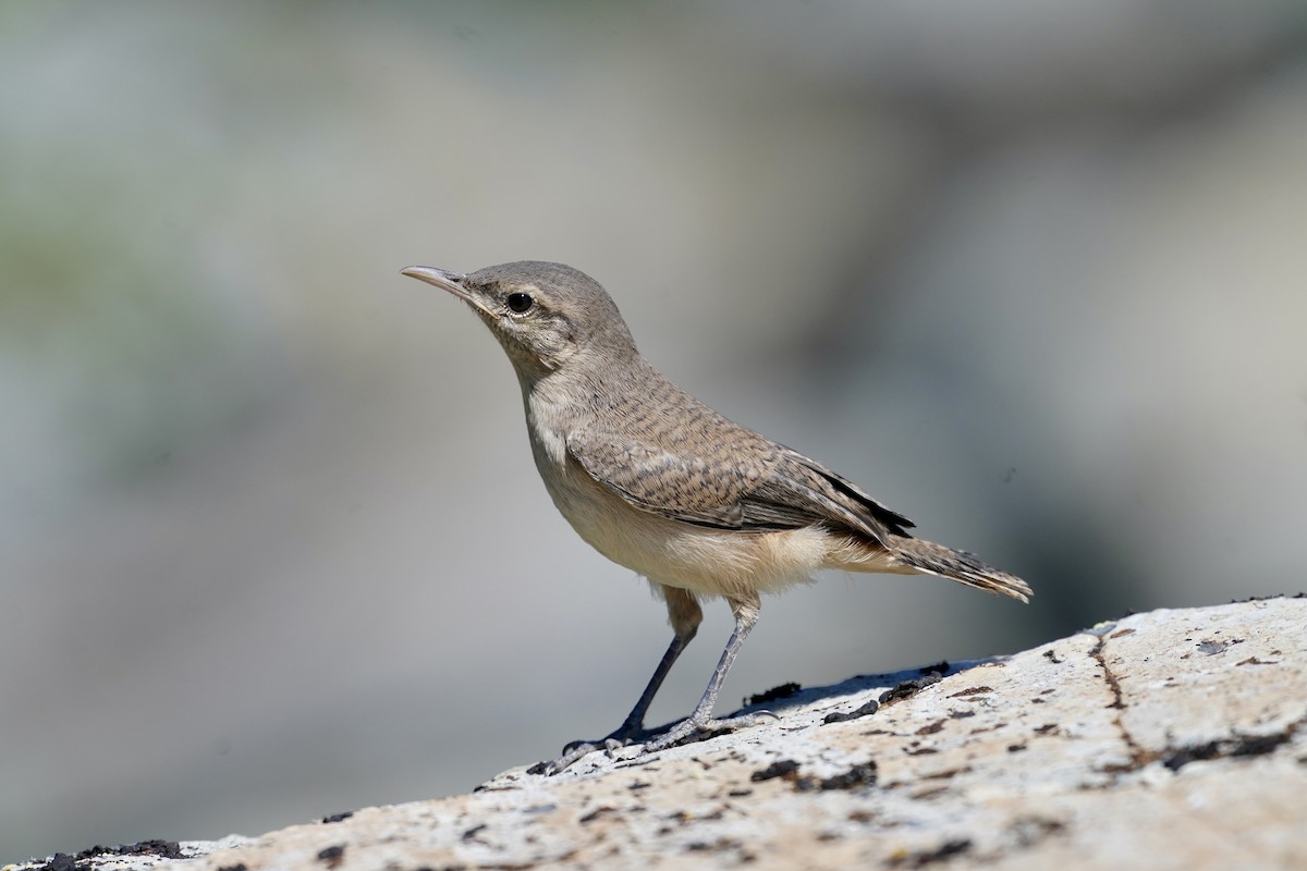 Rock Wren - ML638872071