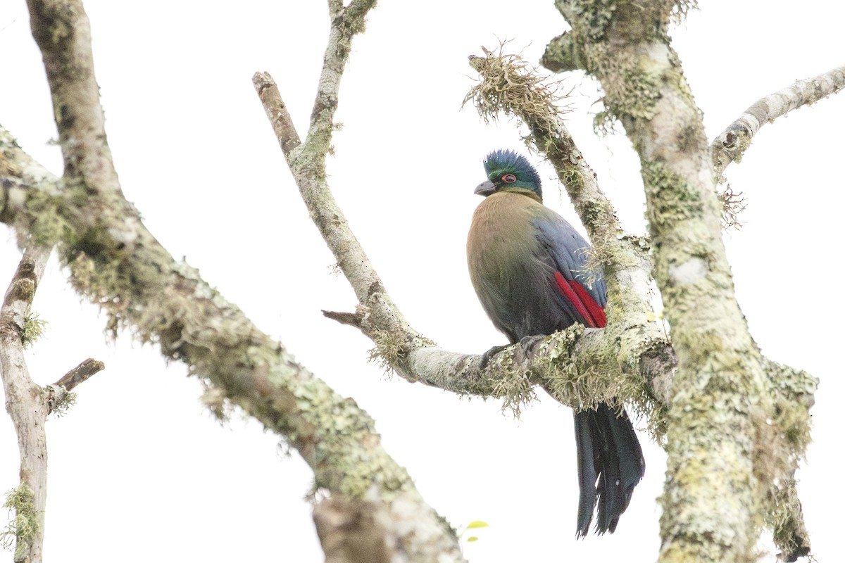 Purple-crested Turaco - ML638872135
