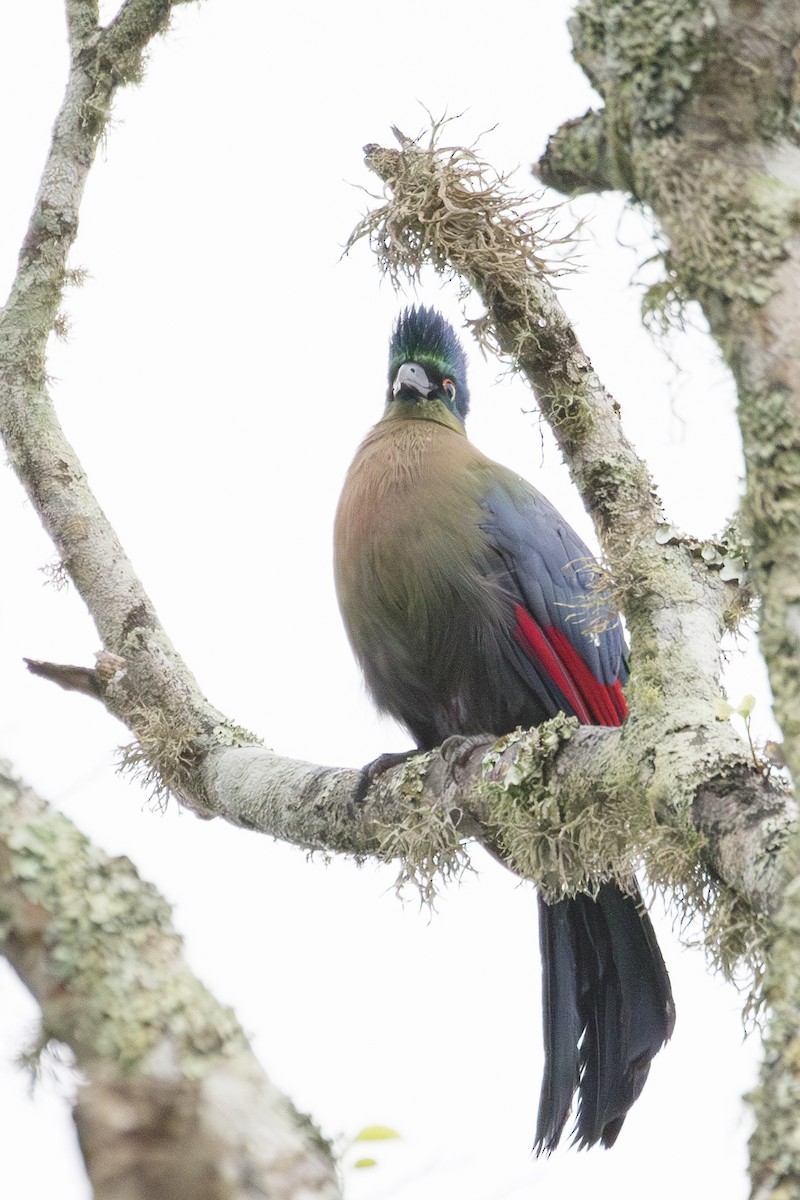 Purple-crested Turaco - ML638872137