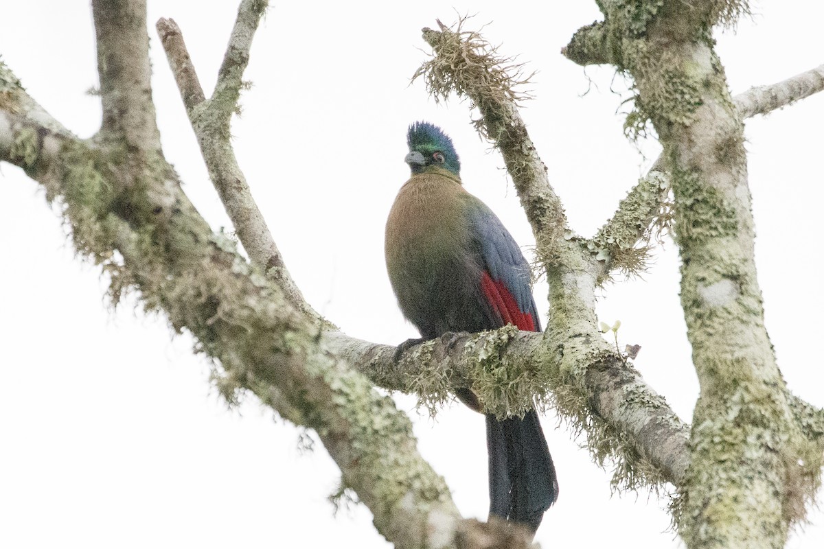 Purple-crested Turaco - ML638872143