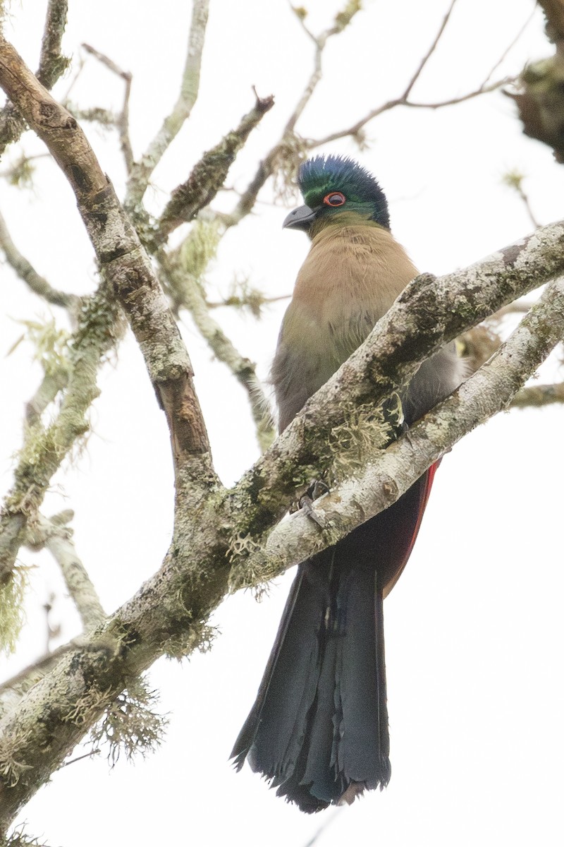 Purple-crested Turaco - ML638872147