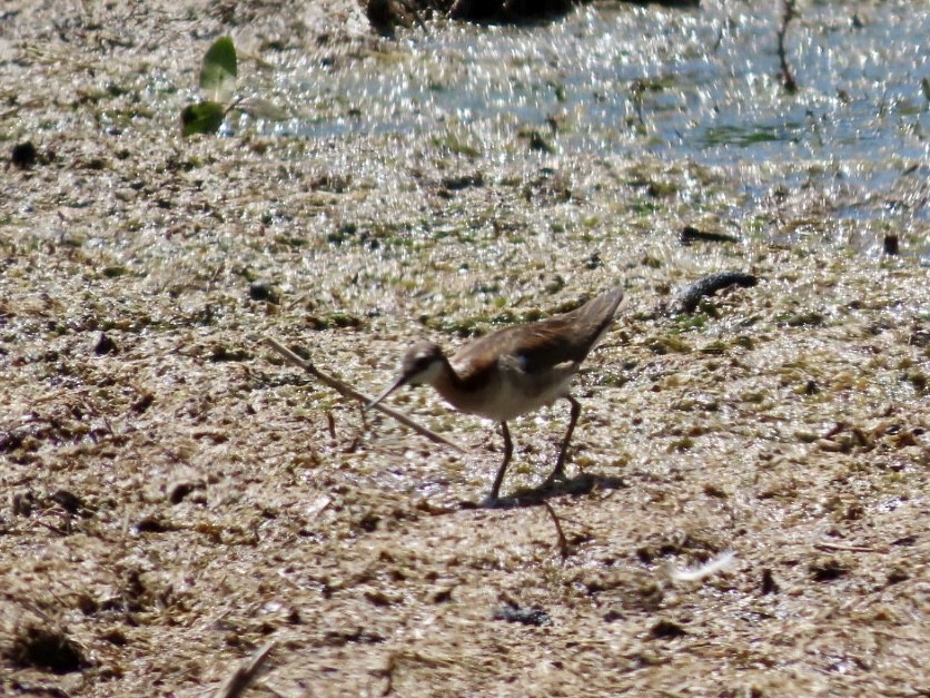 Wilson's Phalarope - ML638872187