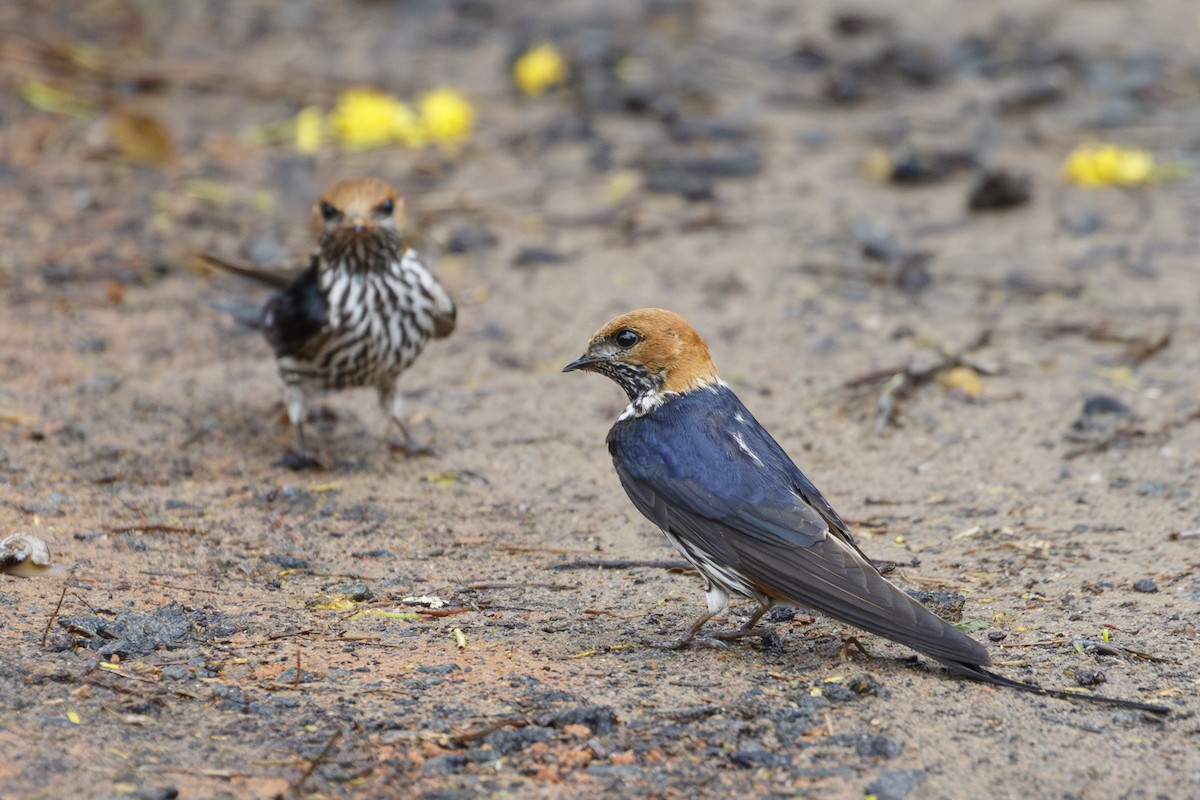 Lesser Striped Swallow - ML638872260
