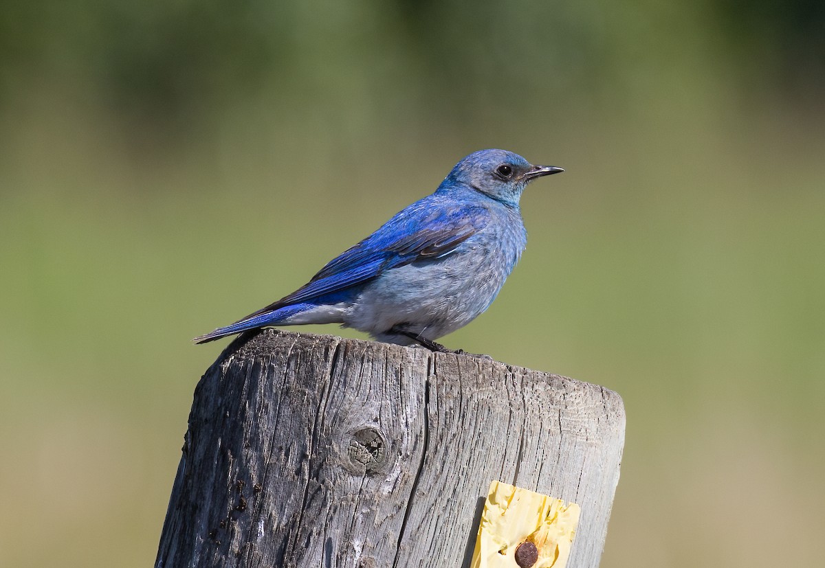 Mountain Bluebird - ML638872261