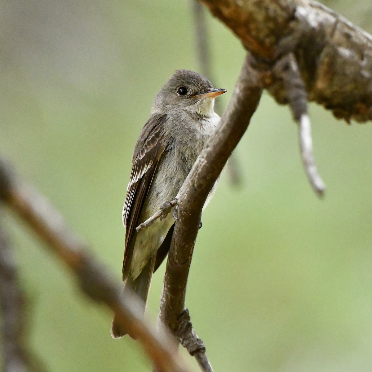 Western Wood-Pewee - ML638872265