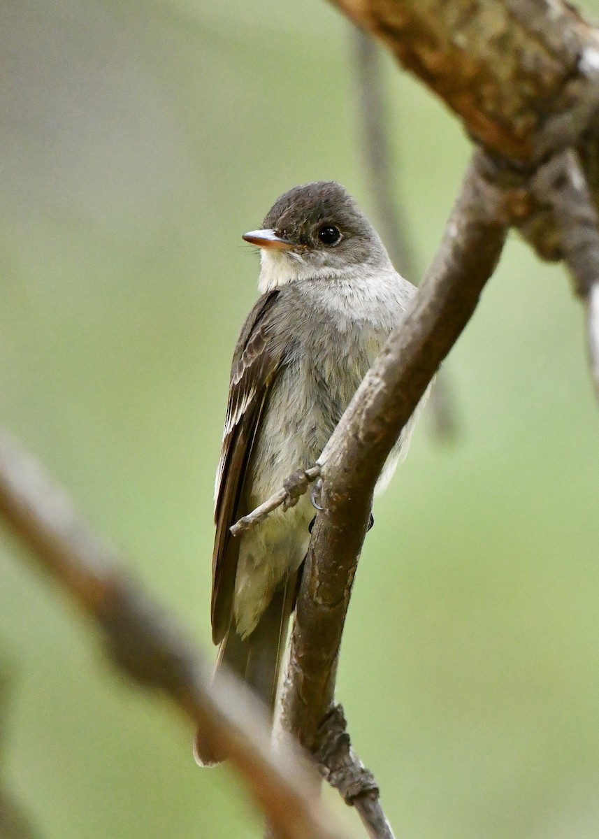 Western Wood-Pewee - ML638872266