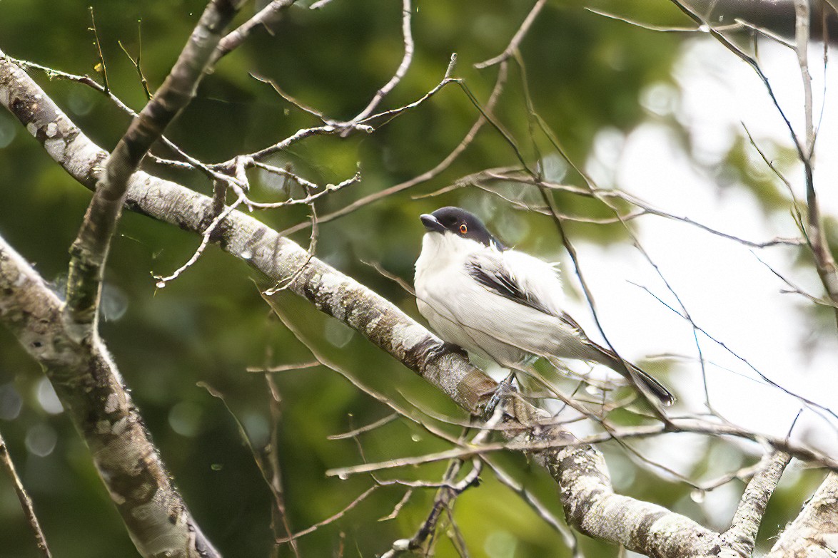Black-backed Puffback - ML638872269