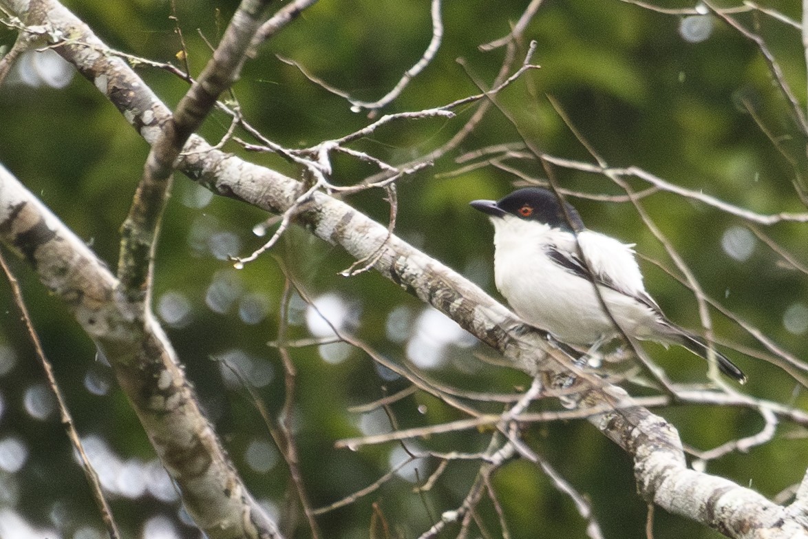 Black-backed Puffback - ML638872280