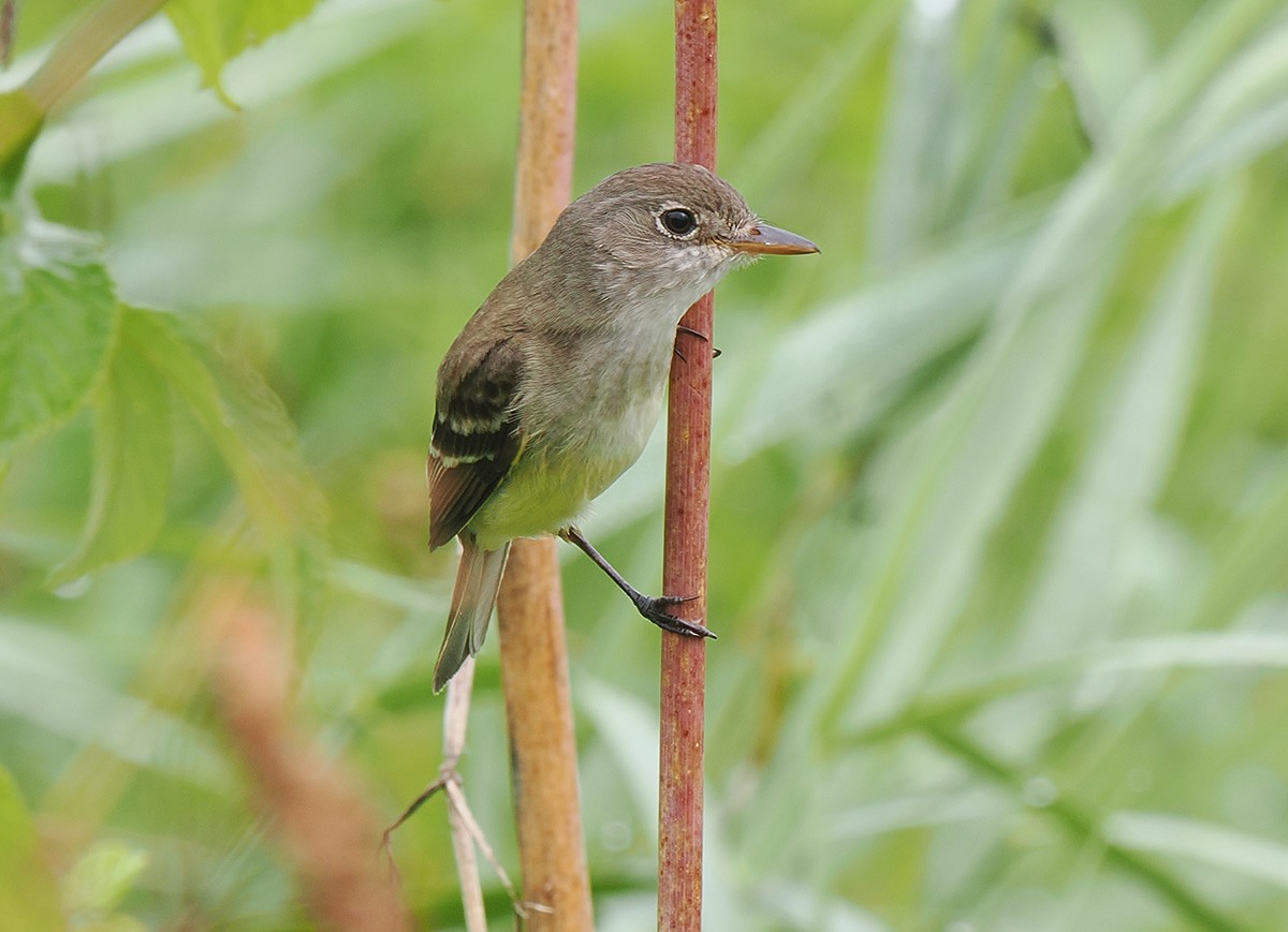 Willow Flycatcher - ML638872281