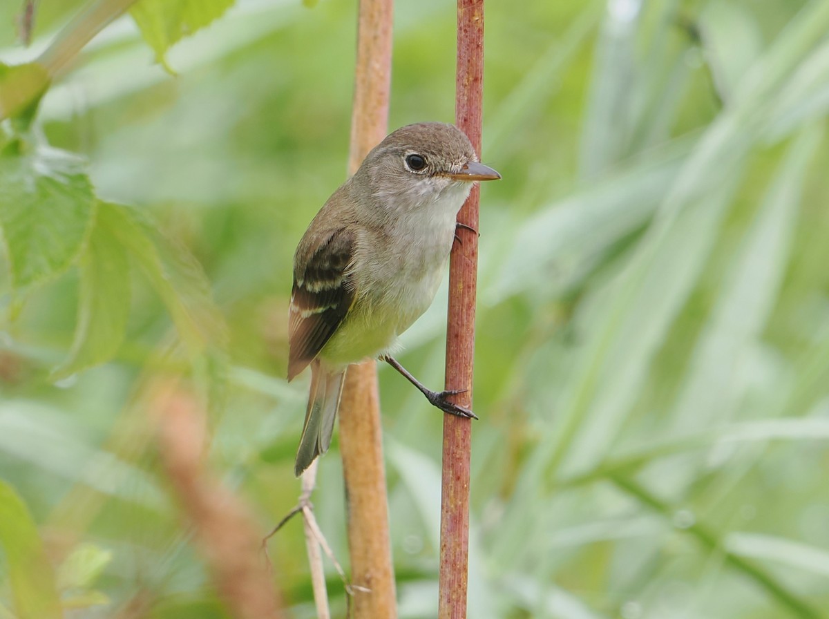 Willow Flycatcher - ML638872314