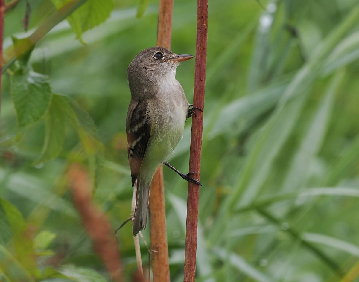 Willow Flycatcher - ML638872341