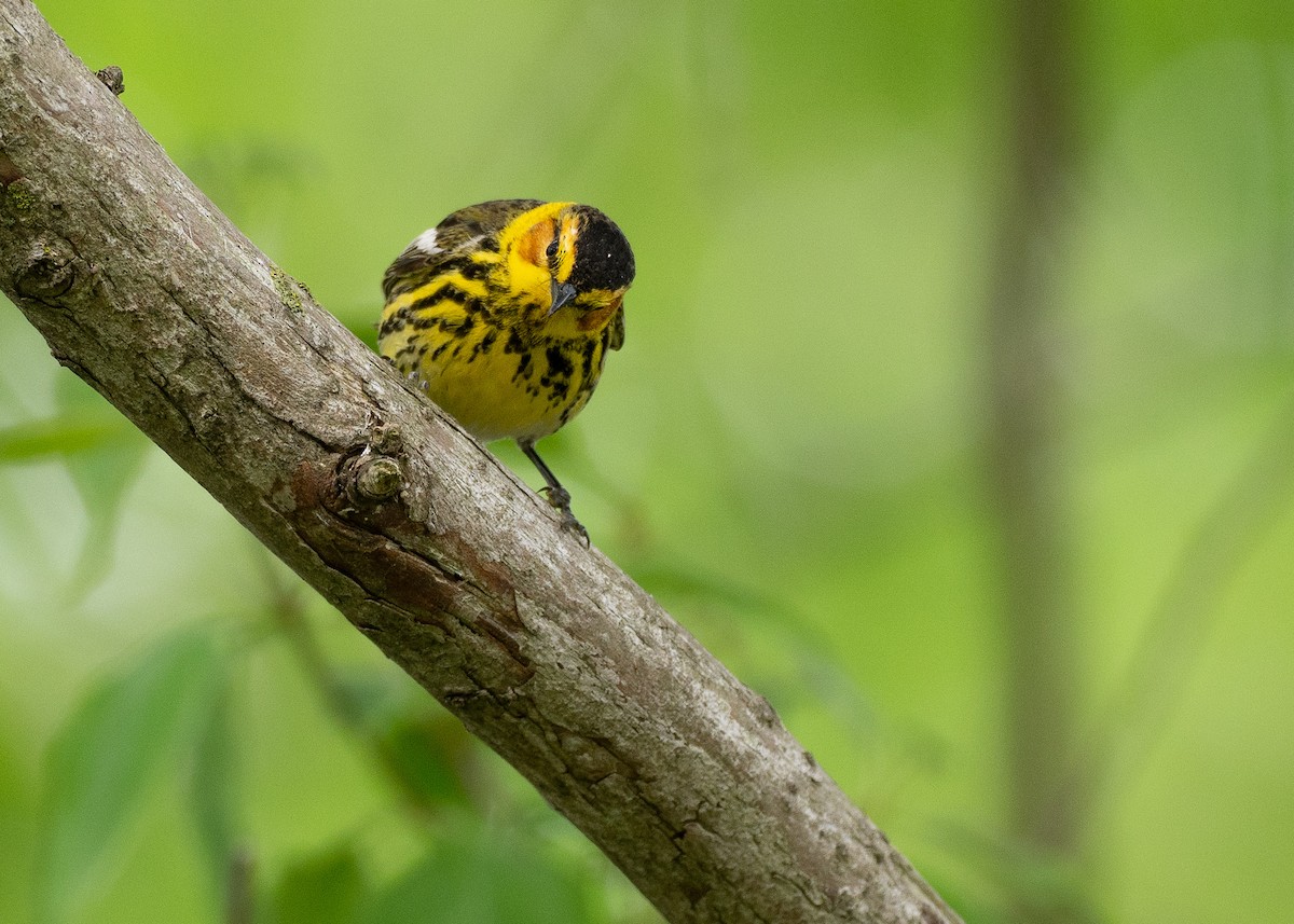 Cape May Warbler - ML638872342