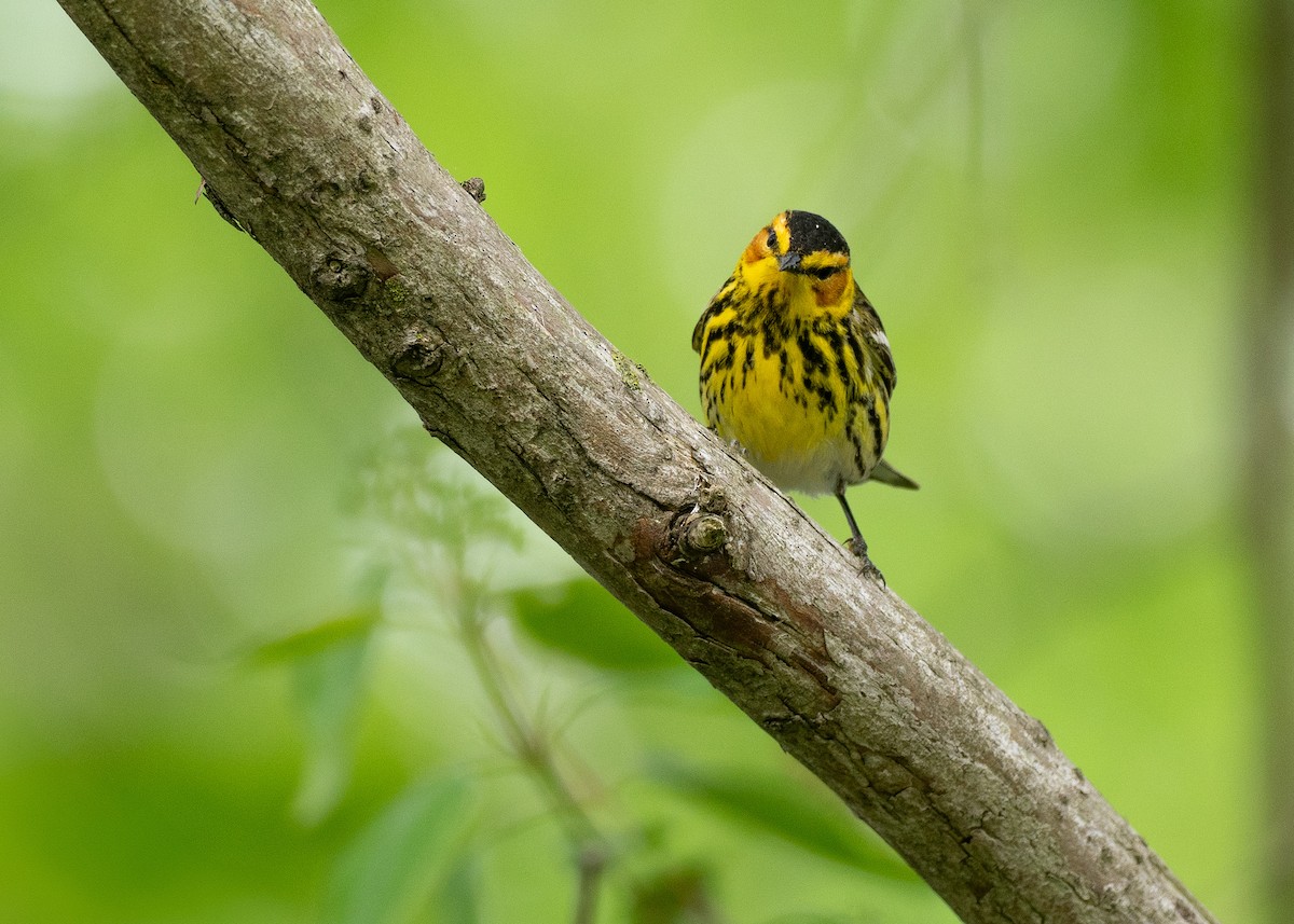Cape May Warbler - ML638872344
