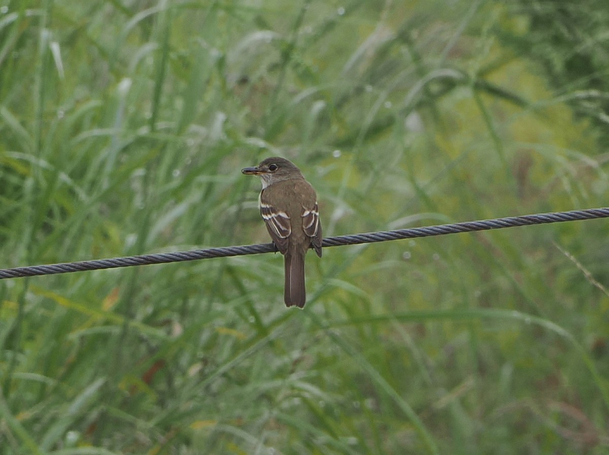 Willow Flycatcher - ML638872350