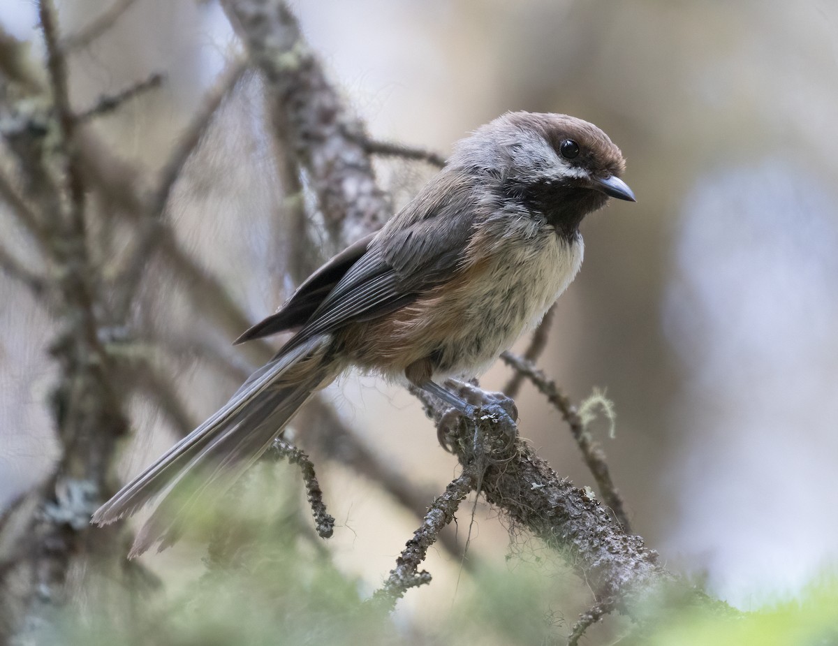 Boreal Chickadee - ML638872370