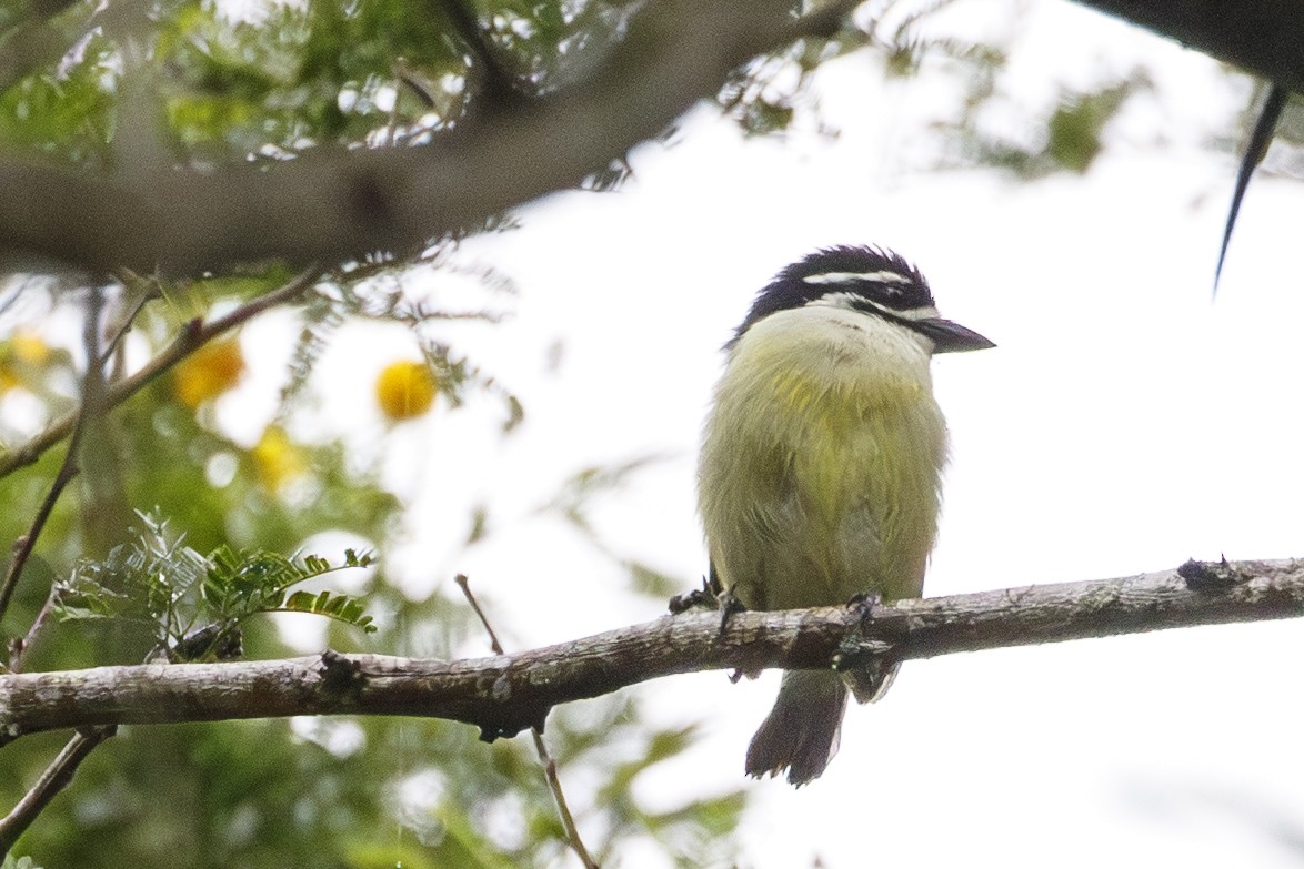 Yellow-rumped Tinkerbird - ML638872371