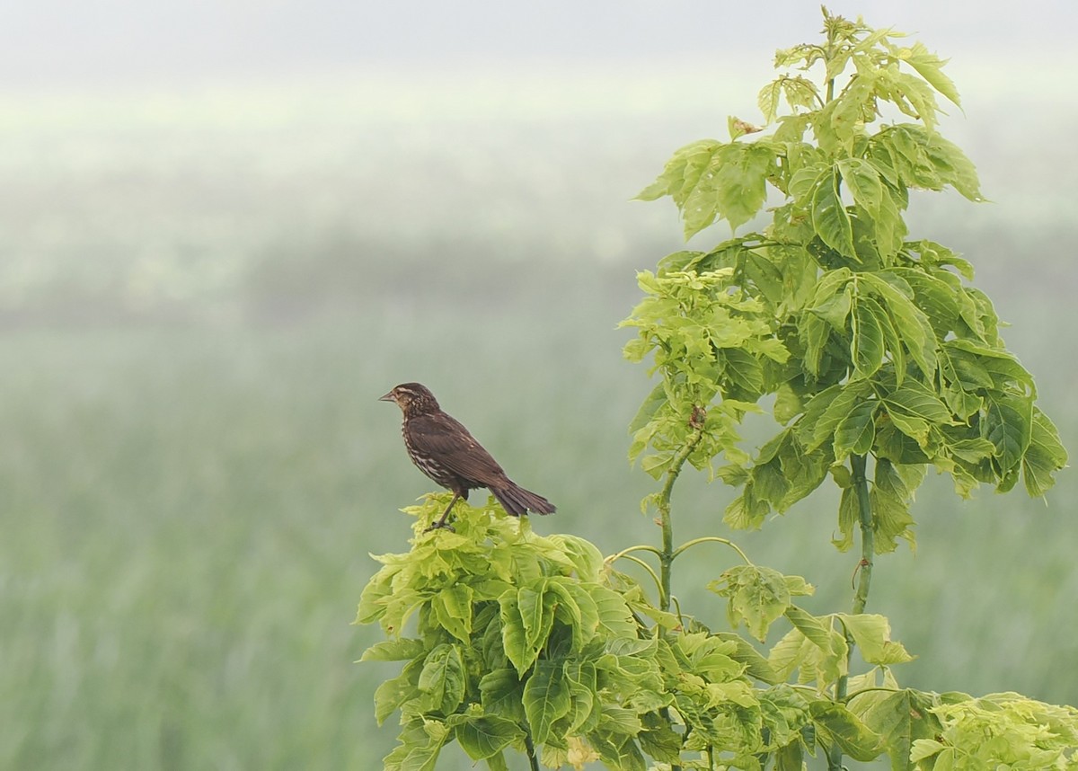 Red-winged Blackbird - ML638872373