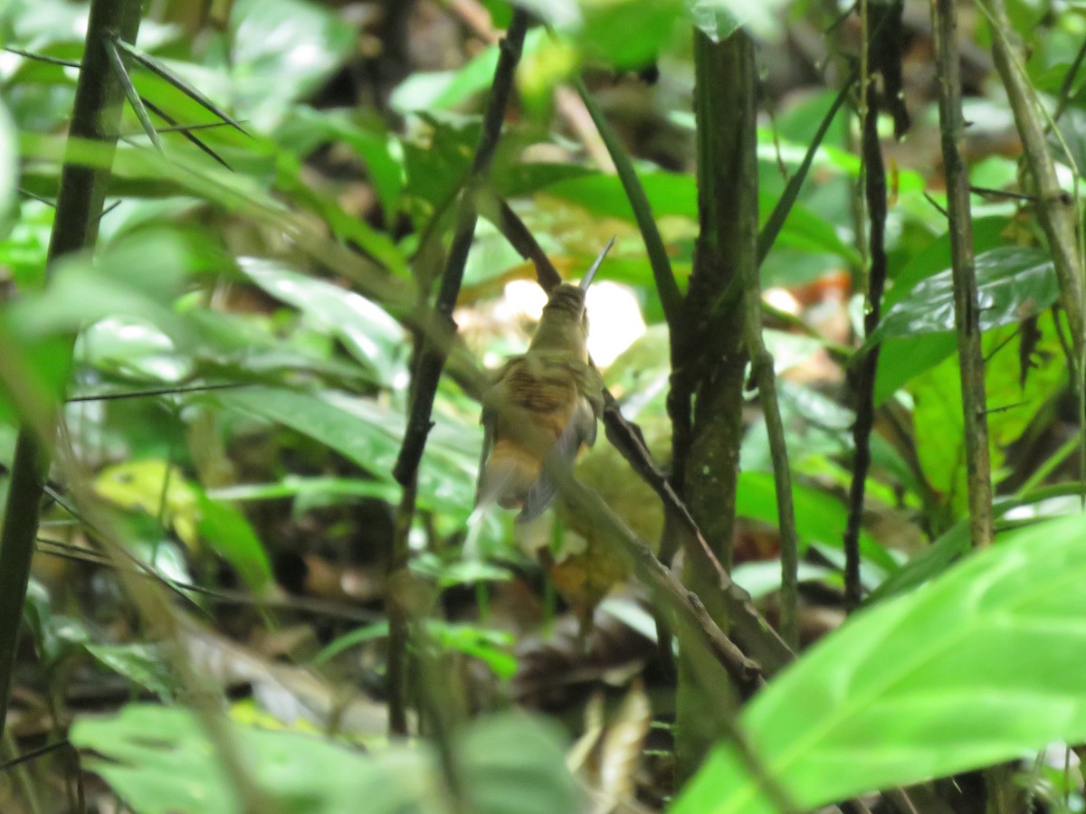 Koepcke's Hermit - ML638872374