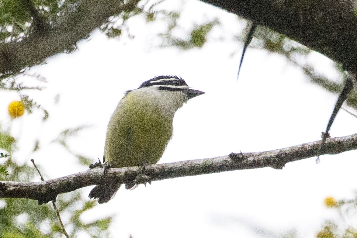 Yellow-rumped Tinkerbird - ML638872375