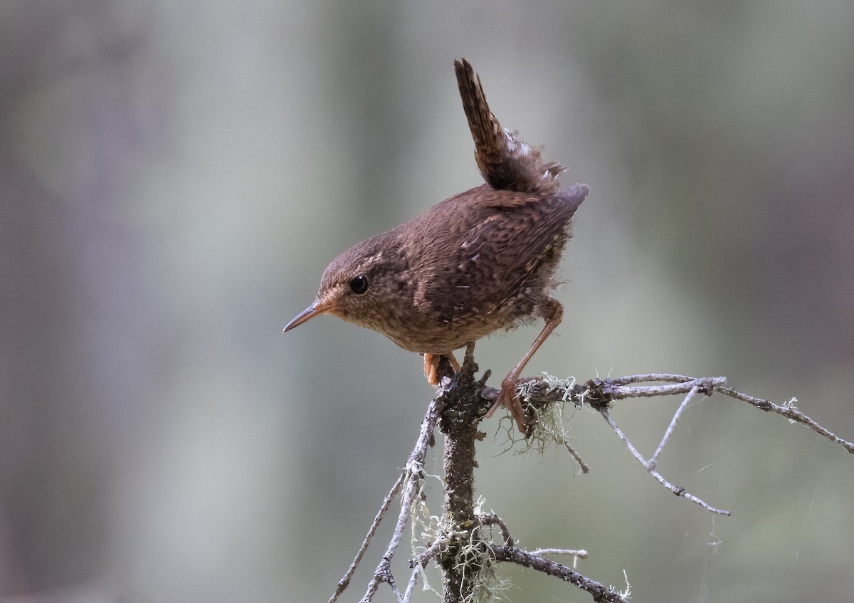 Pacific Wren - ML638872376