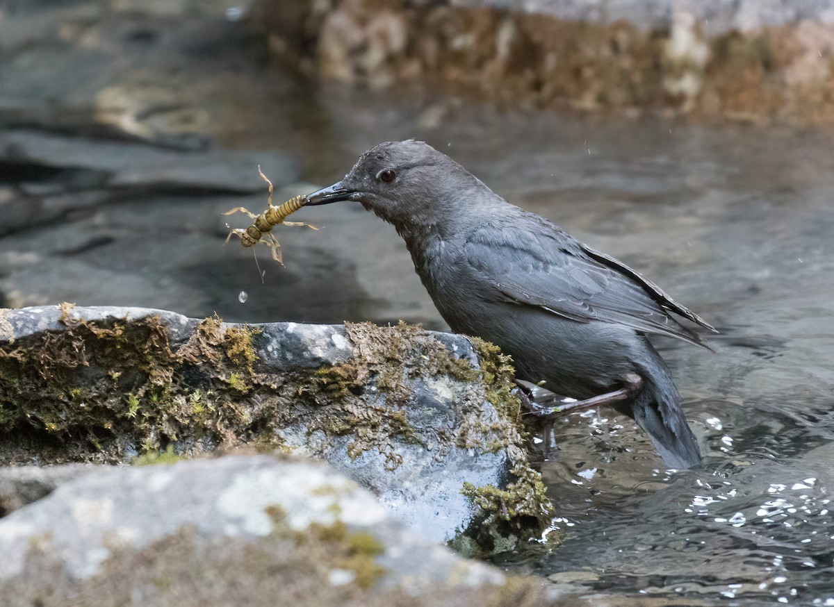 American Dipper - ML638872381