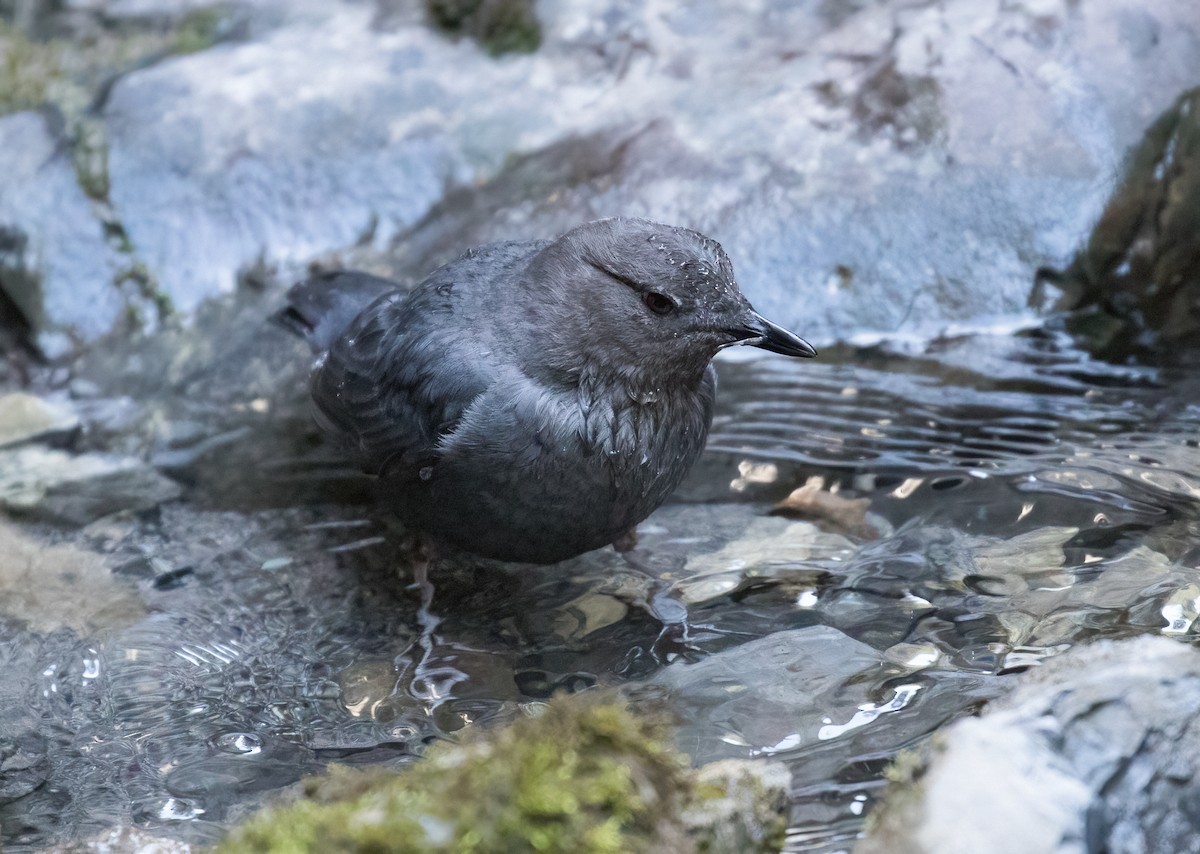 American Dipper - ML638872382