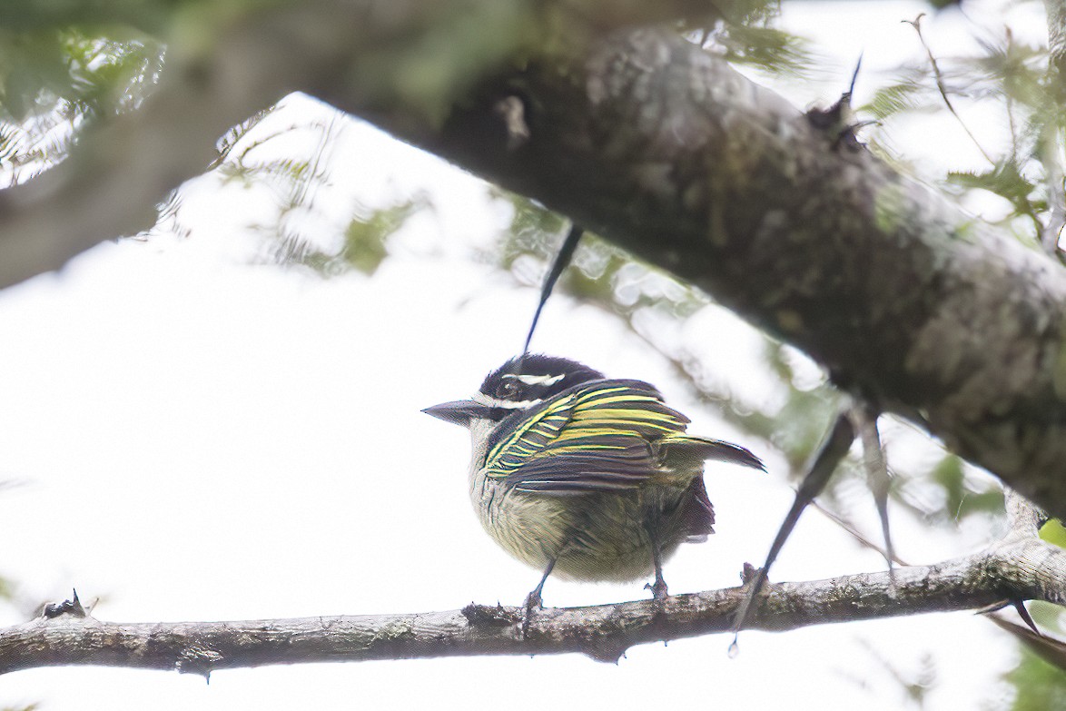 Yellow-rumped Tinkerbird - ML638872383