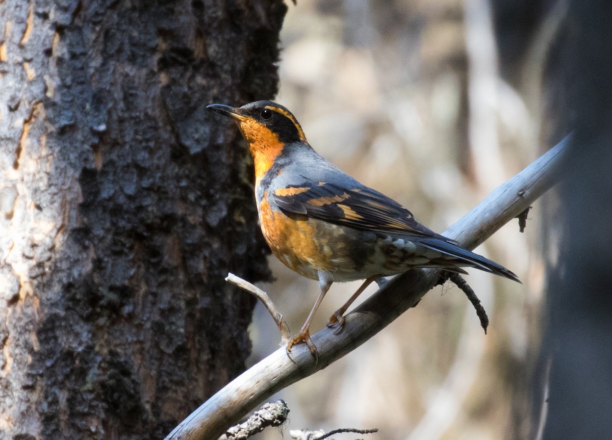 Varied Thrush - ML638872386