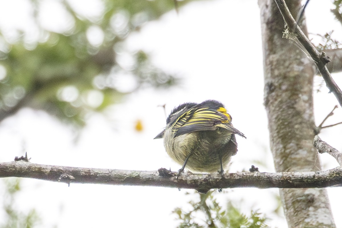 Yellow-rumped Tinkerbird - ML638872387