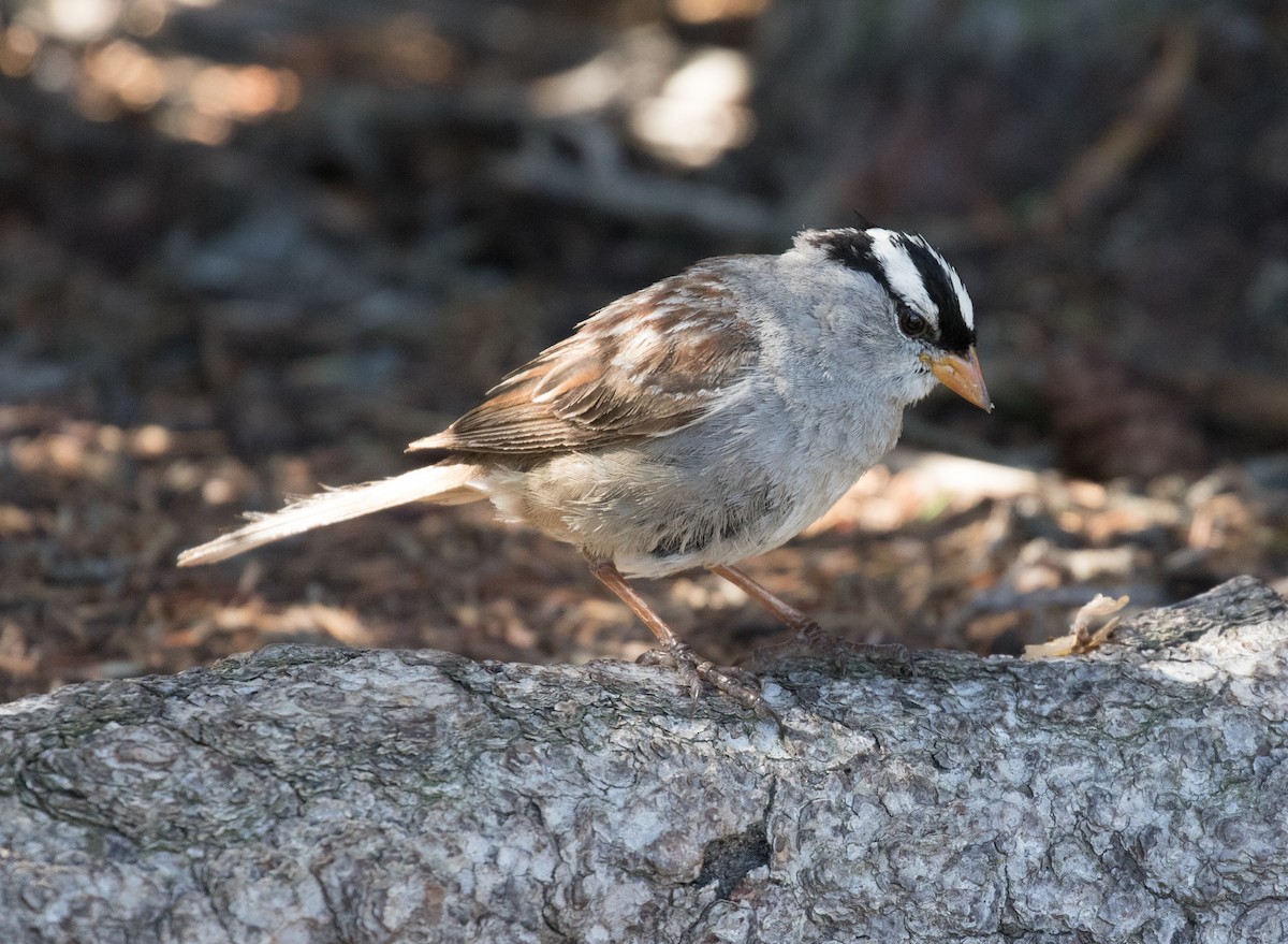 White-crowned Sparrow - ML638872388