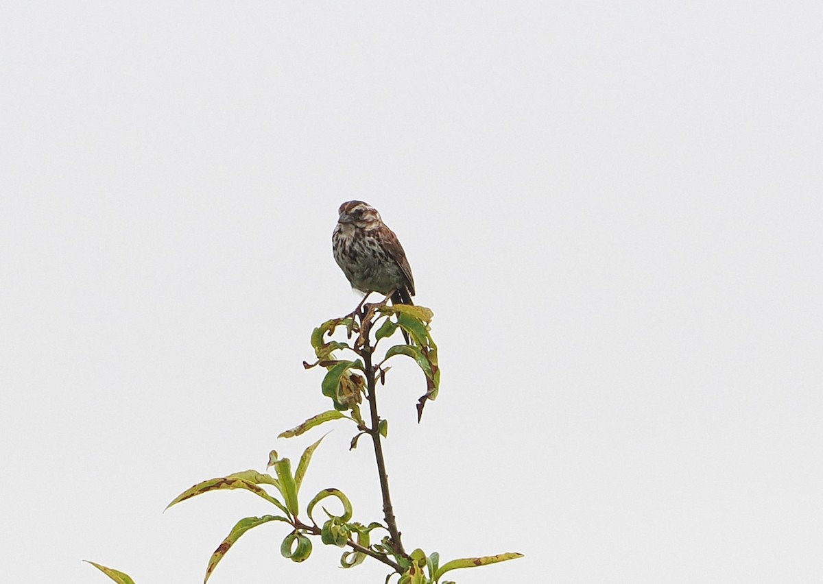 Song Sparrow - ML638872396