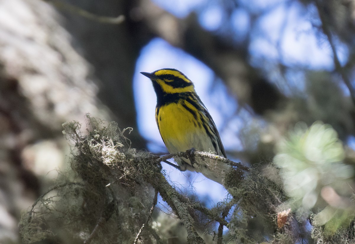 Townsend's Warbler - ML638872399